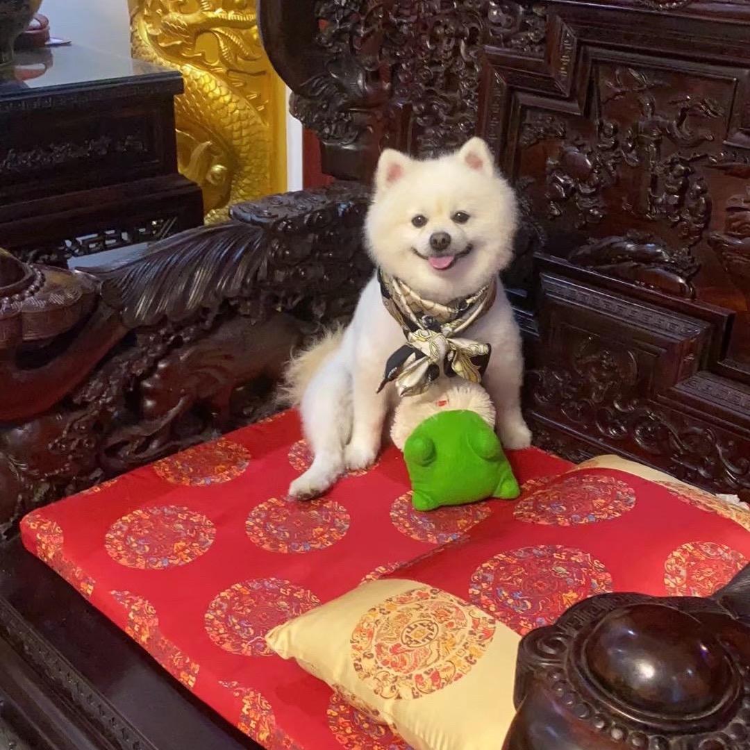 悠悠是毛孩子