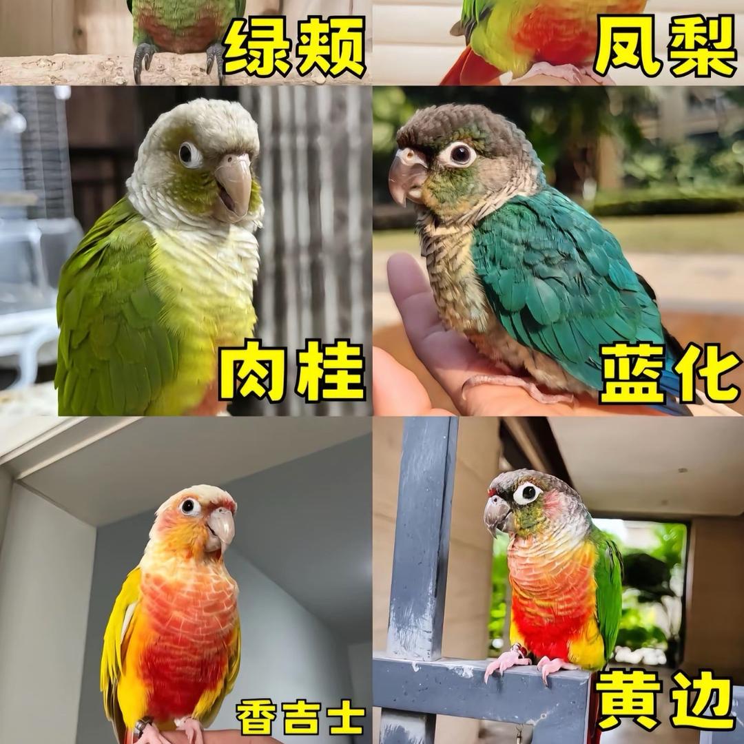-鹦鹉世界