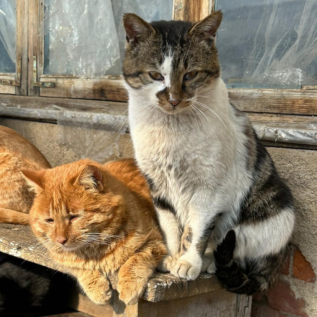 森林猫