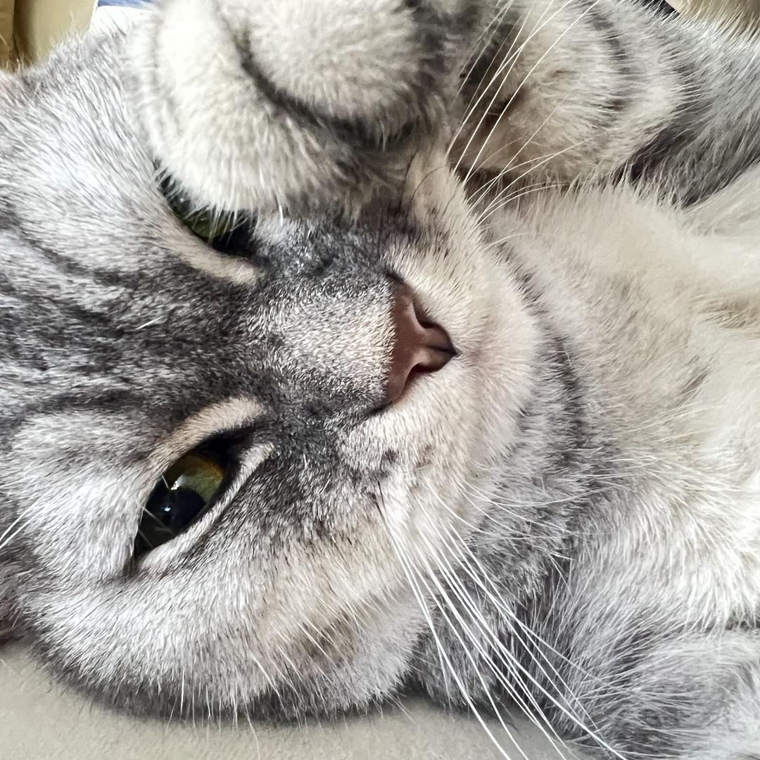 制毛机（毛逗逗）