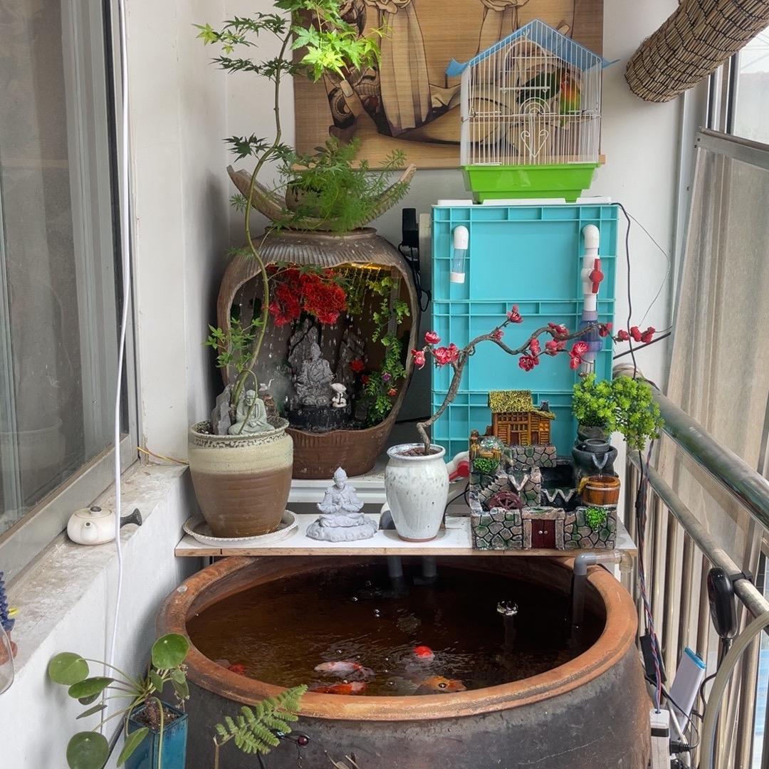 发型师他爱养鱼