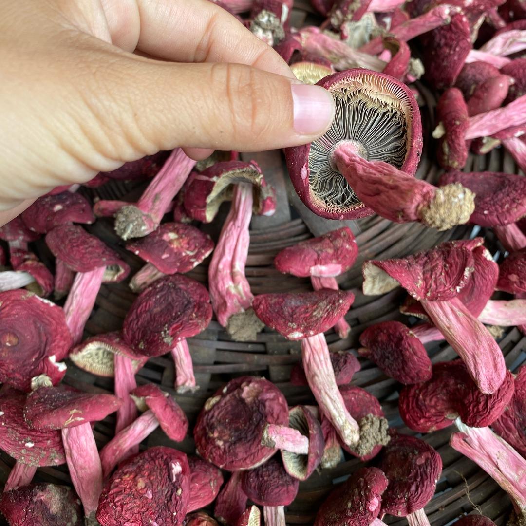 【美莲家的】本地红菇