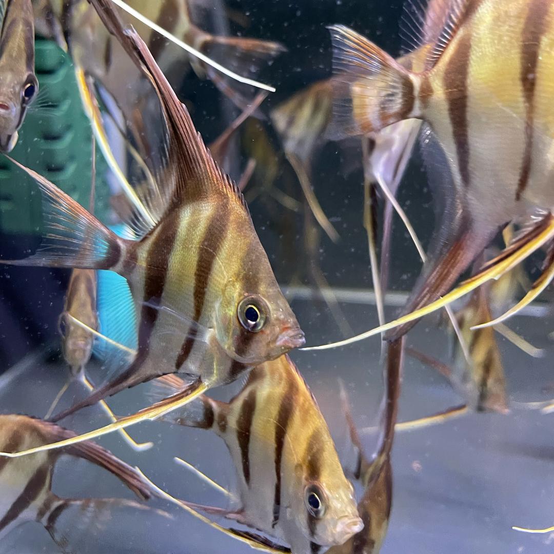 木木家鱼房