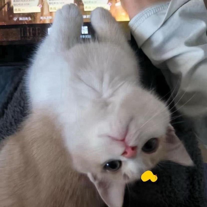 我选择和伴奏聊天