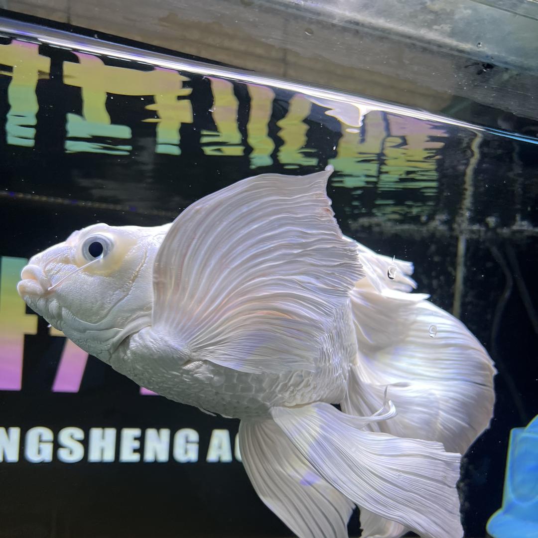 小颜蝴蝶鲤渔厂