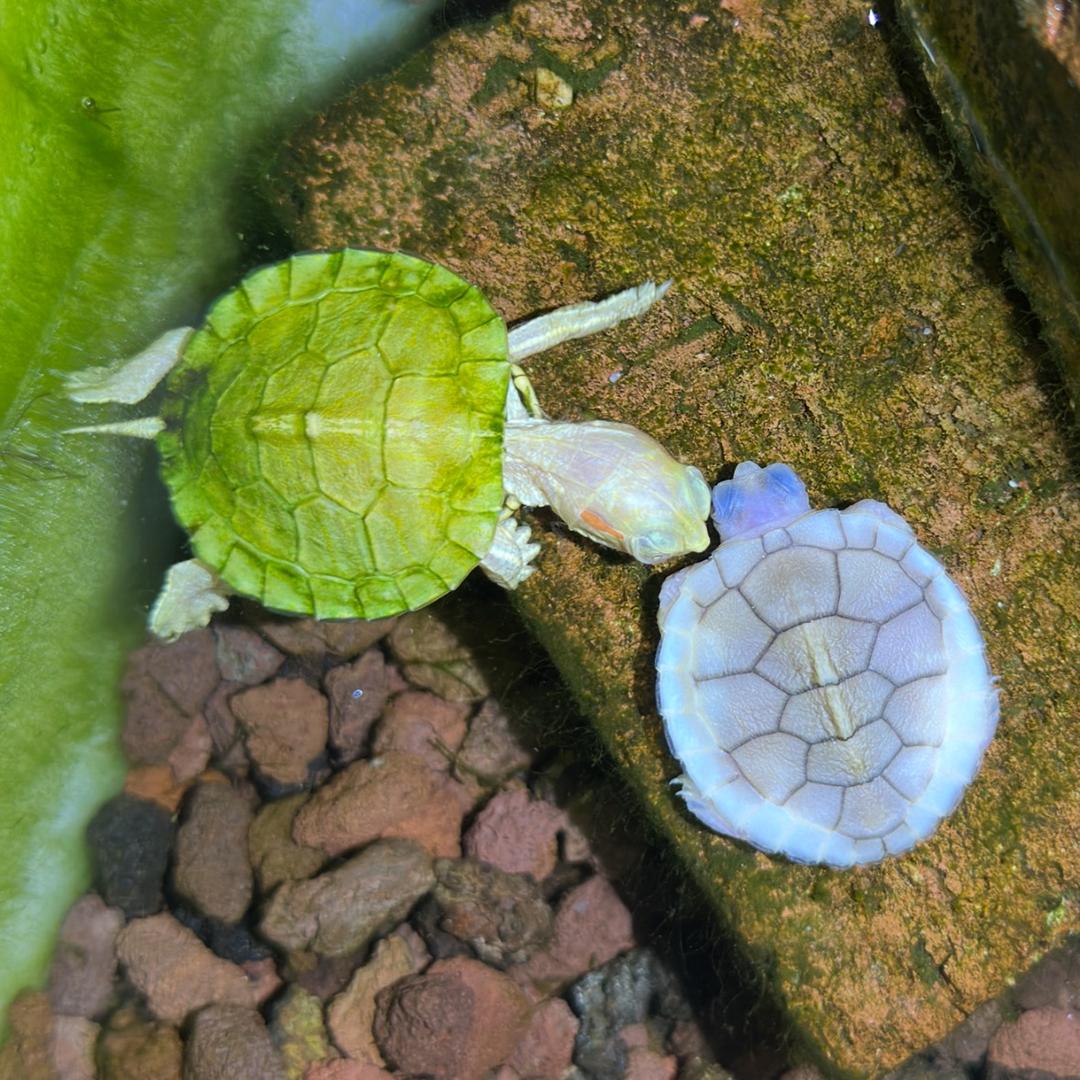 🌈龟话连篇🌈