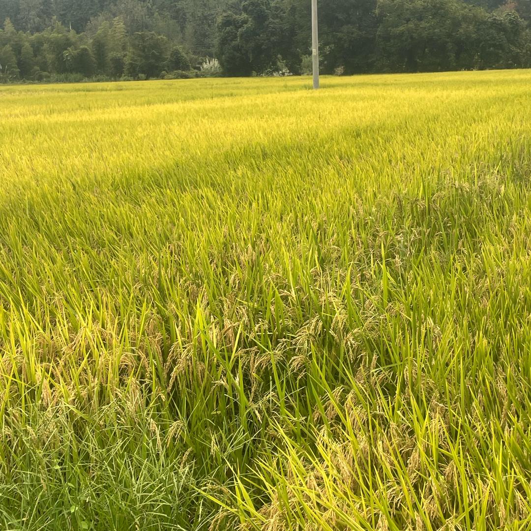 万亩粮田