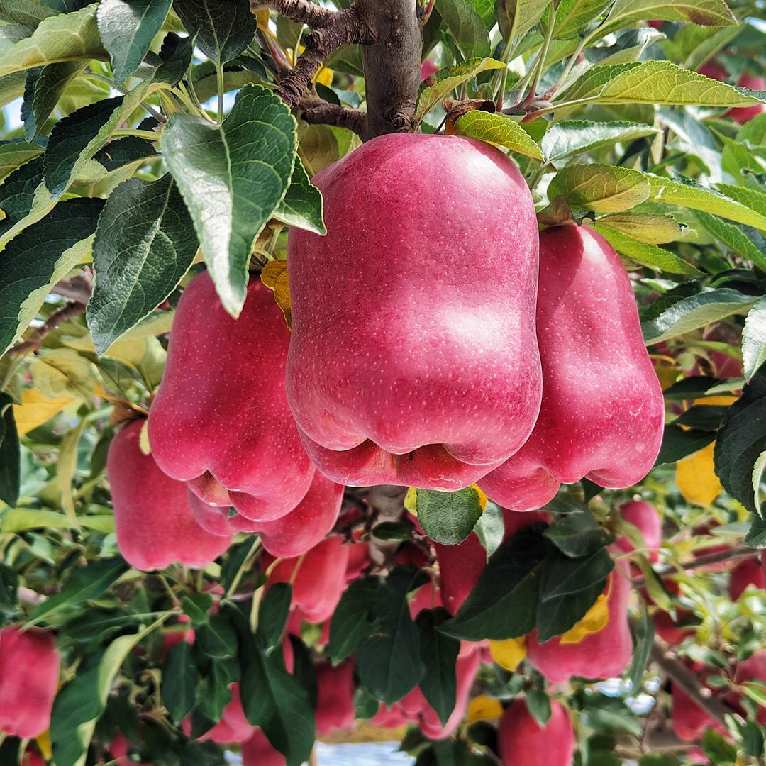 晨光花牛苹果工厂店