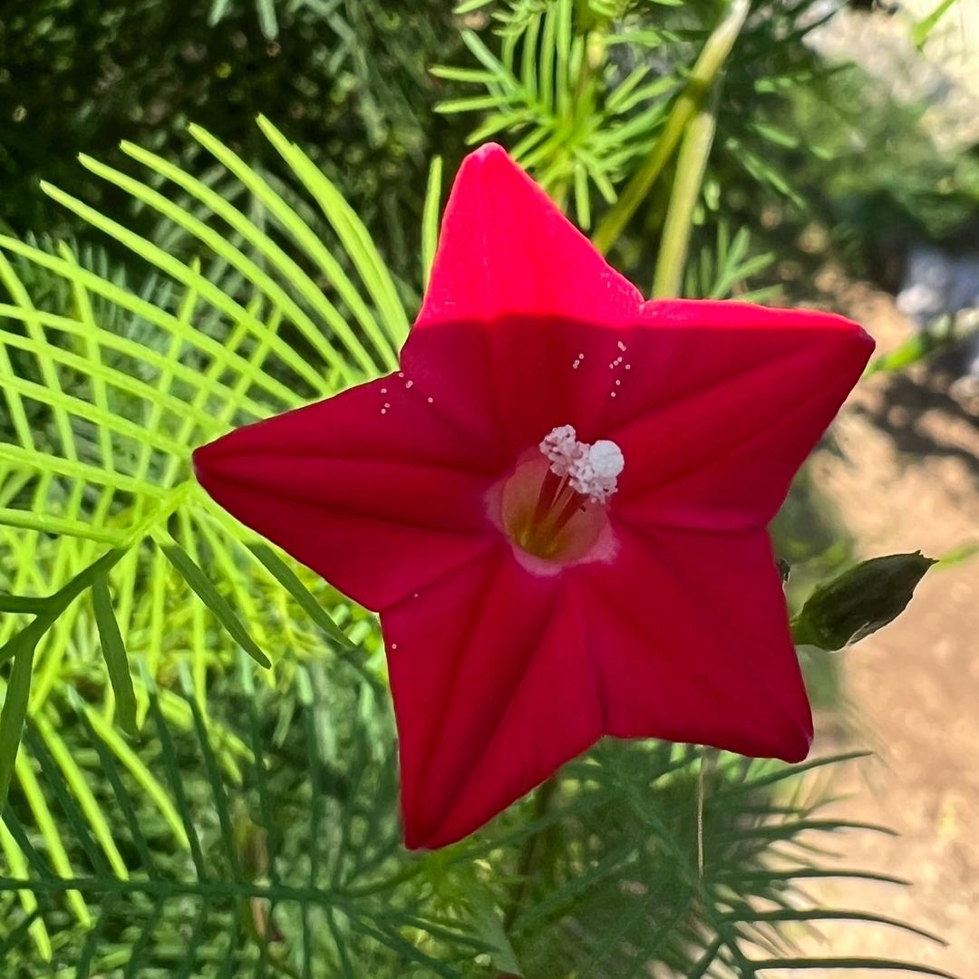 🇨🇳星星✨之火🔥