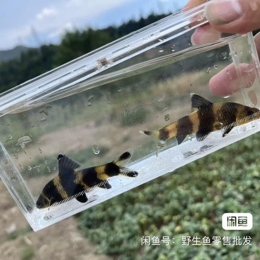 萌萌水族馆1