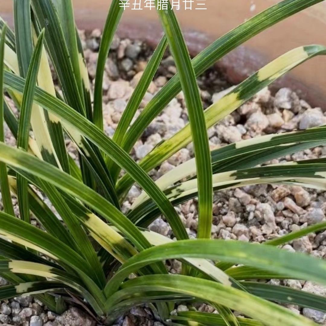 四川江油市许氏兰业