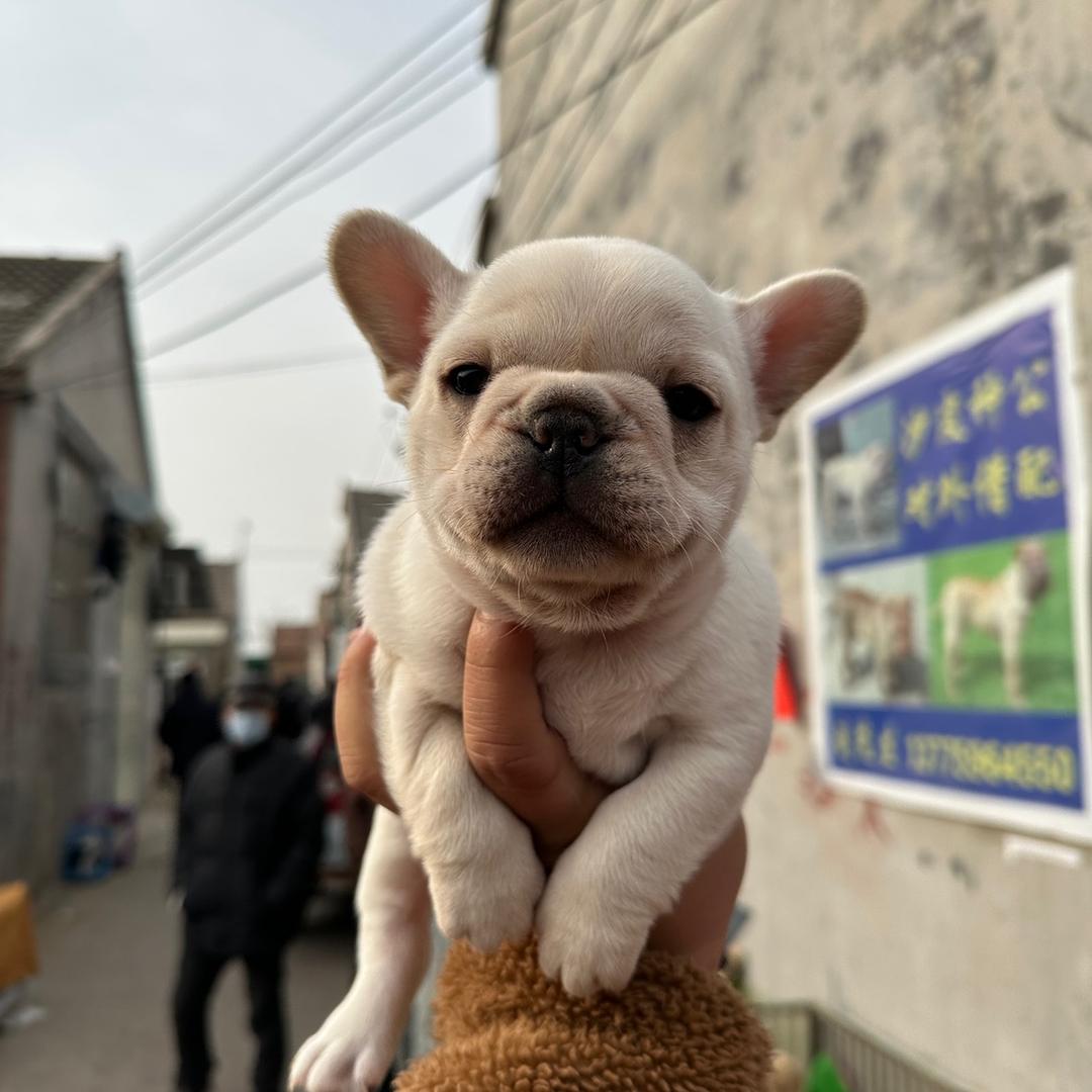 我们养狗吧