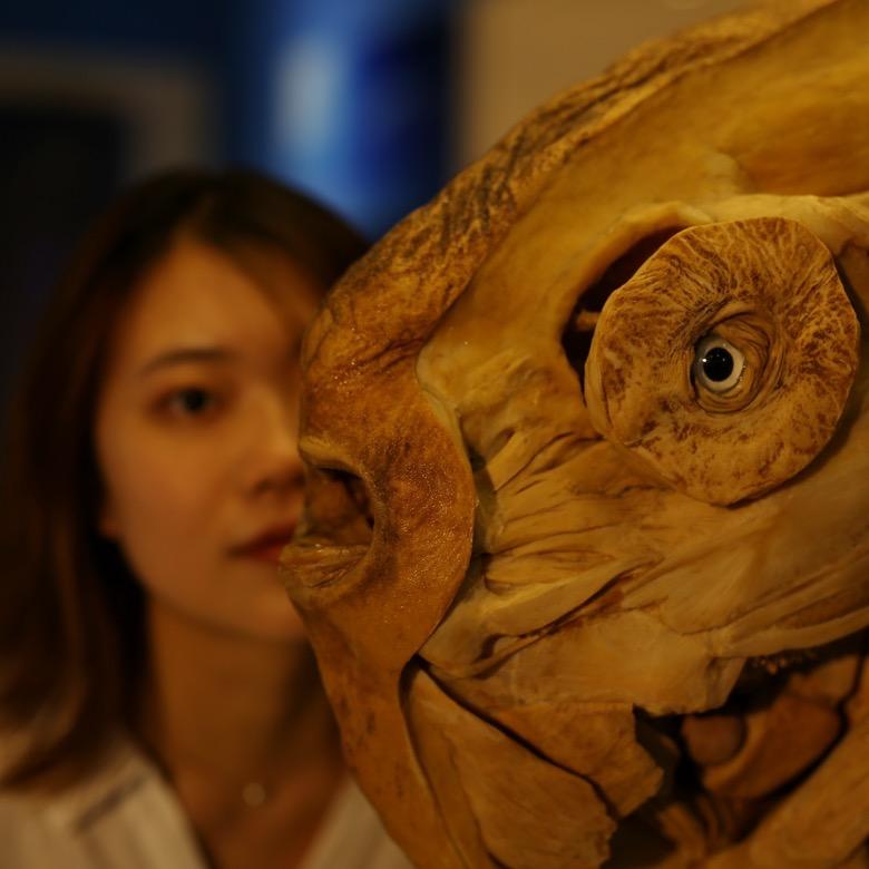 馆子里养了只鹅