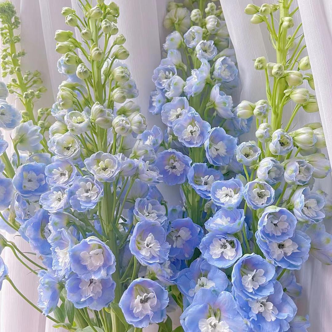 问花鲜花（发大件 招一件代发代理）