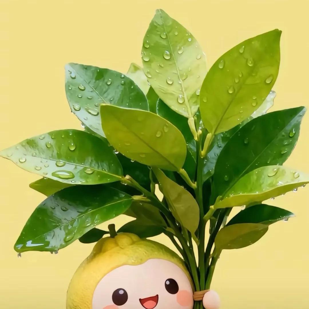 千菜