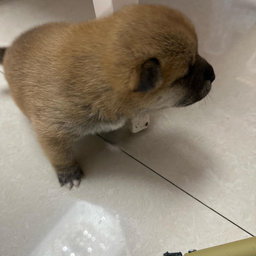 柴妹奥迪丽