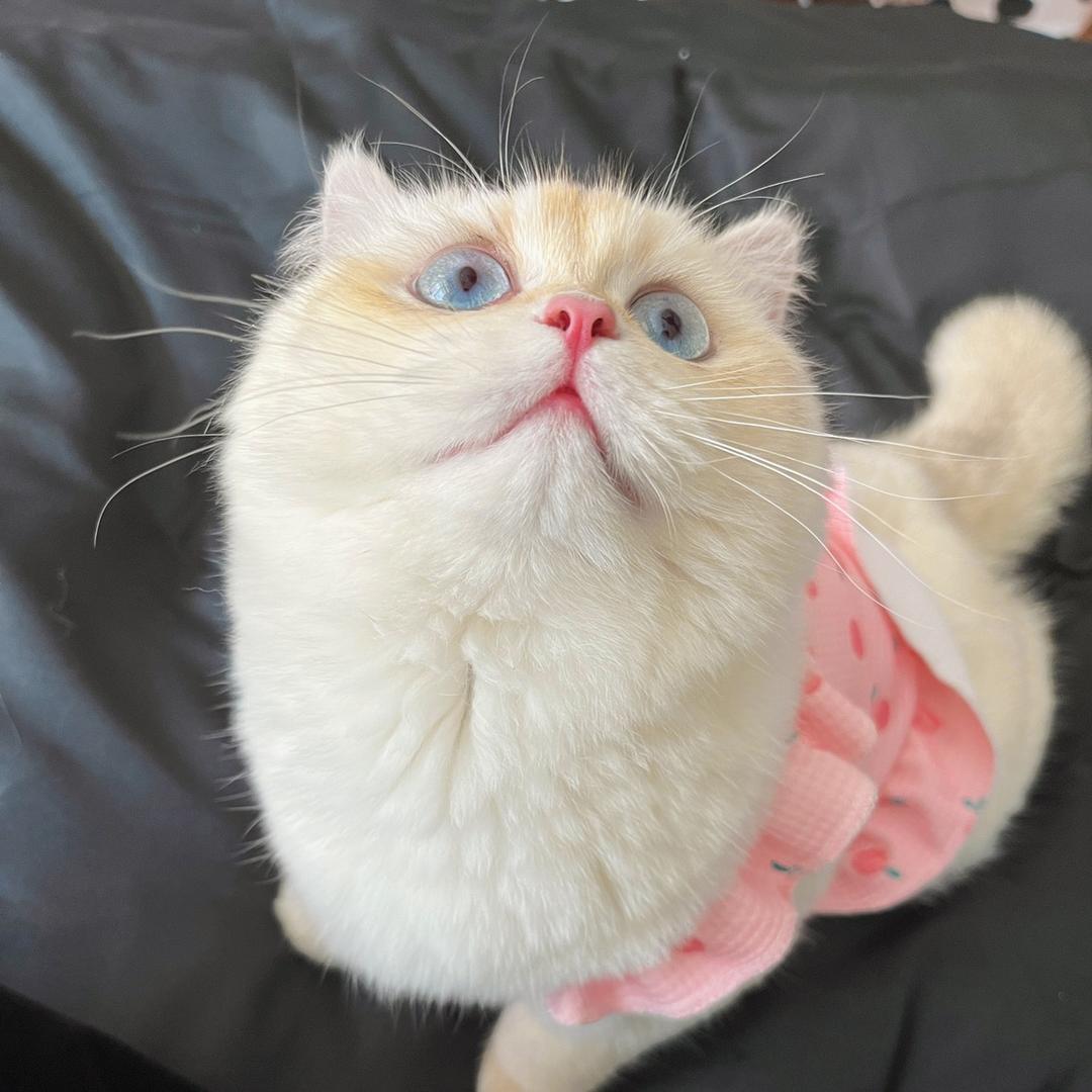 花间舞·舞蹈