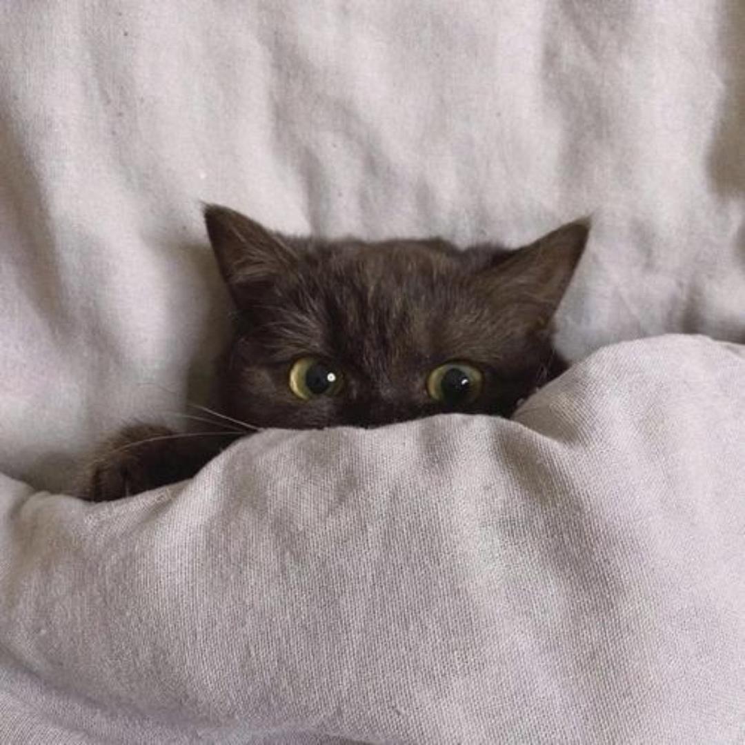 ㅤㅤㅤㅤ  ㅤ小付