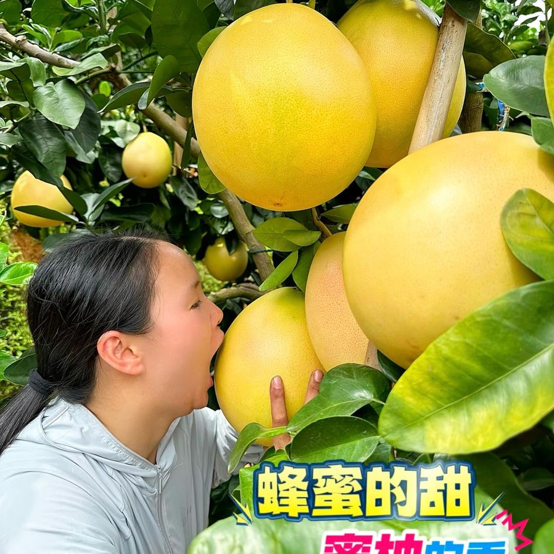 平和琯溪红心蜜柚—原产地直发