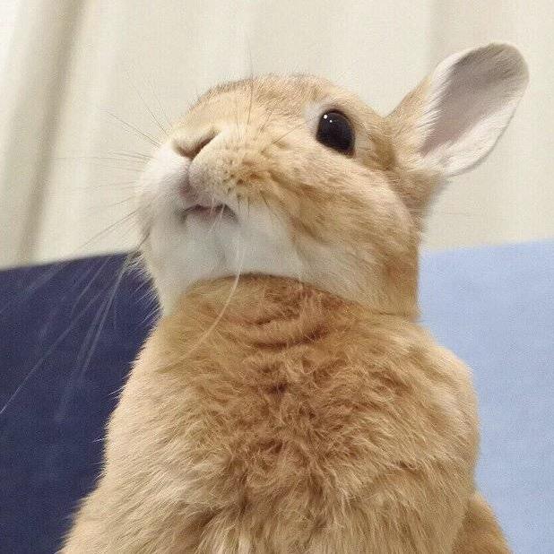 野生三湖慈鲷批发零售