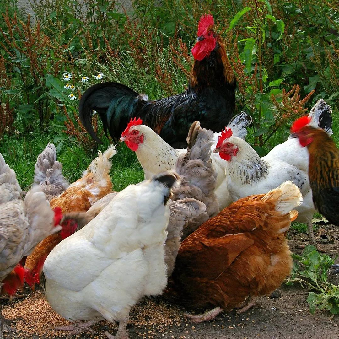 纪山生态山林土鸡蛋