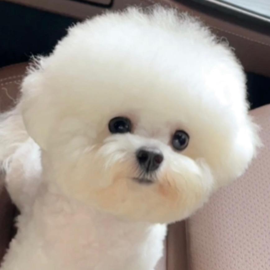 哈哈小比熊