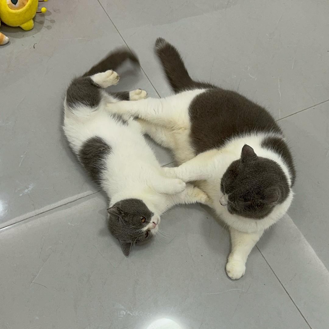 喵了个（好多）咪