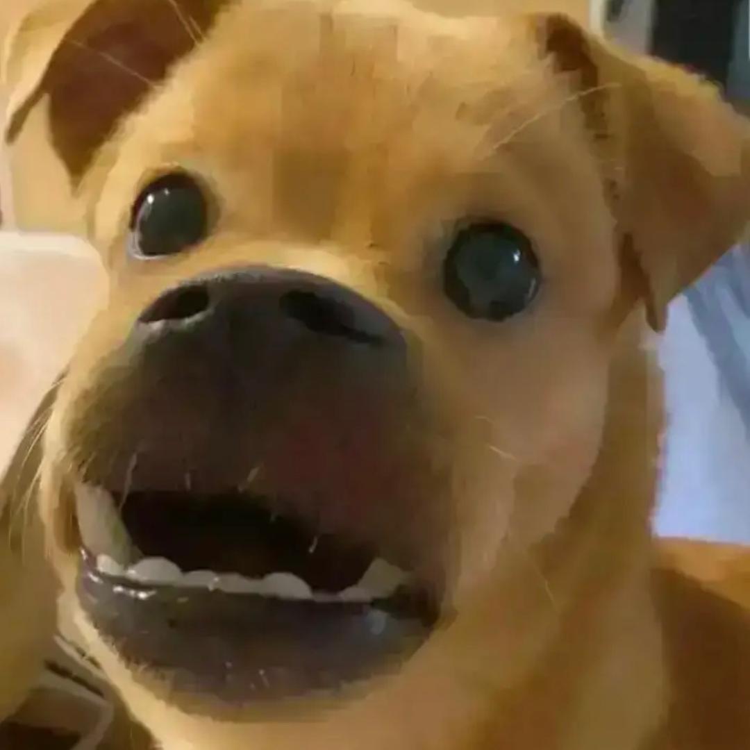 •᷄ࡇ•᷅