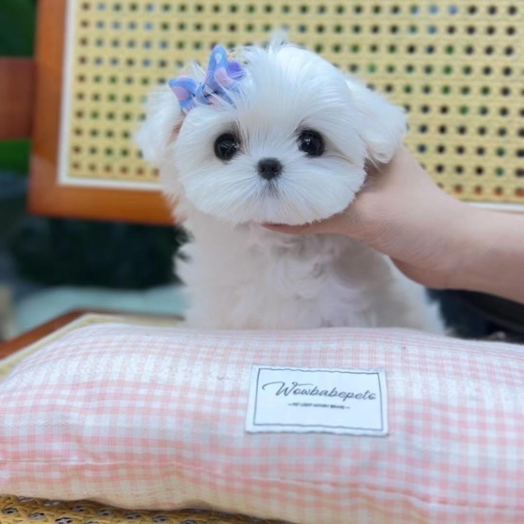 杭州狗猫柠助理💕