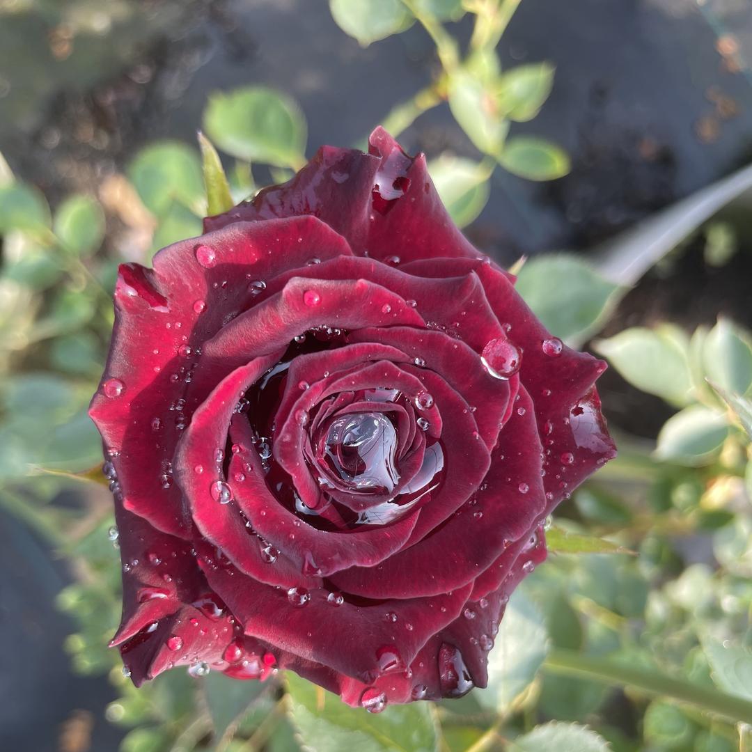 财气满满花卉园艺