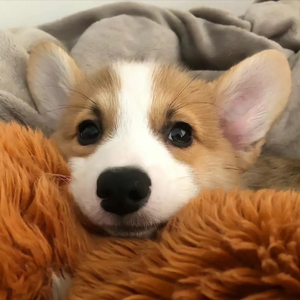 毒毒-（阳澄湖大闸蟹）