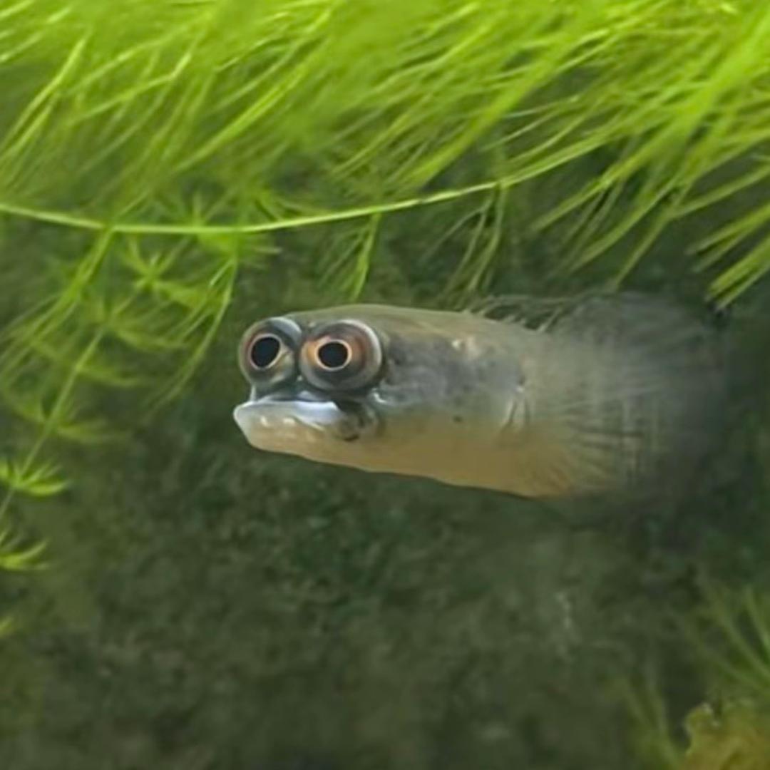 🌈东风夜放花千树