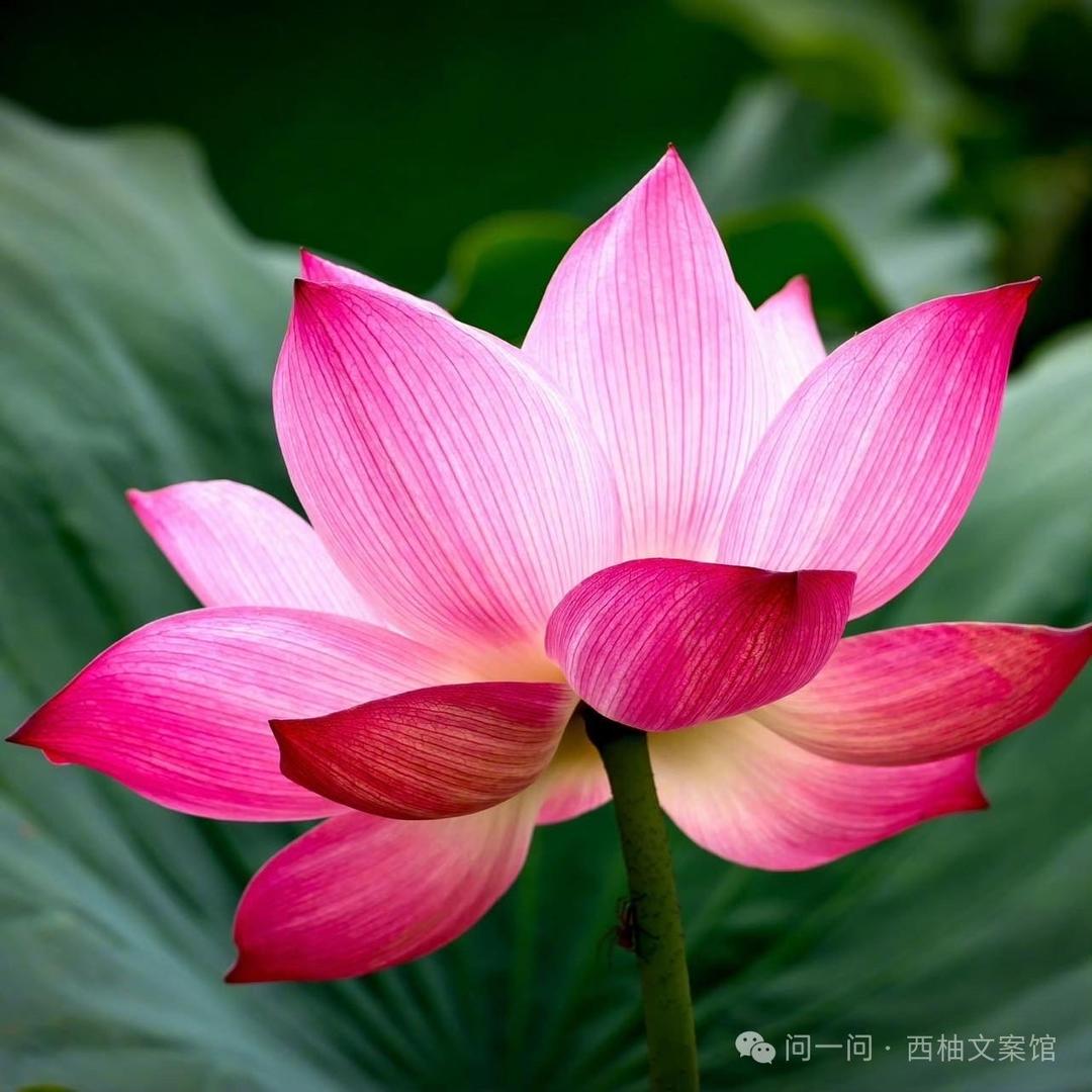 小阿浩说