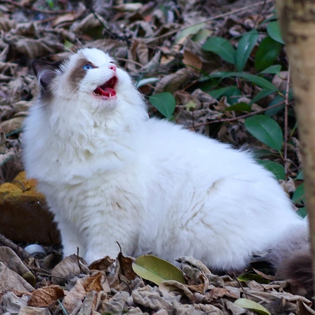 情绪稳定的吕姥爷