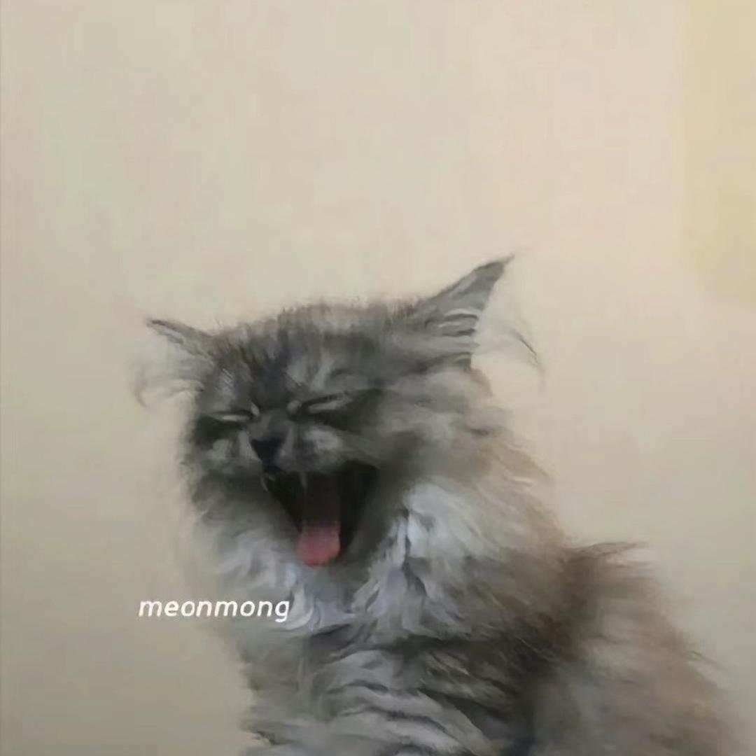 喵🐱meme小剧场.