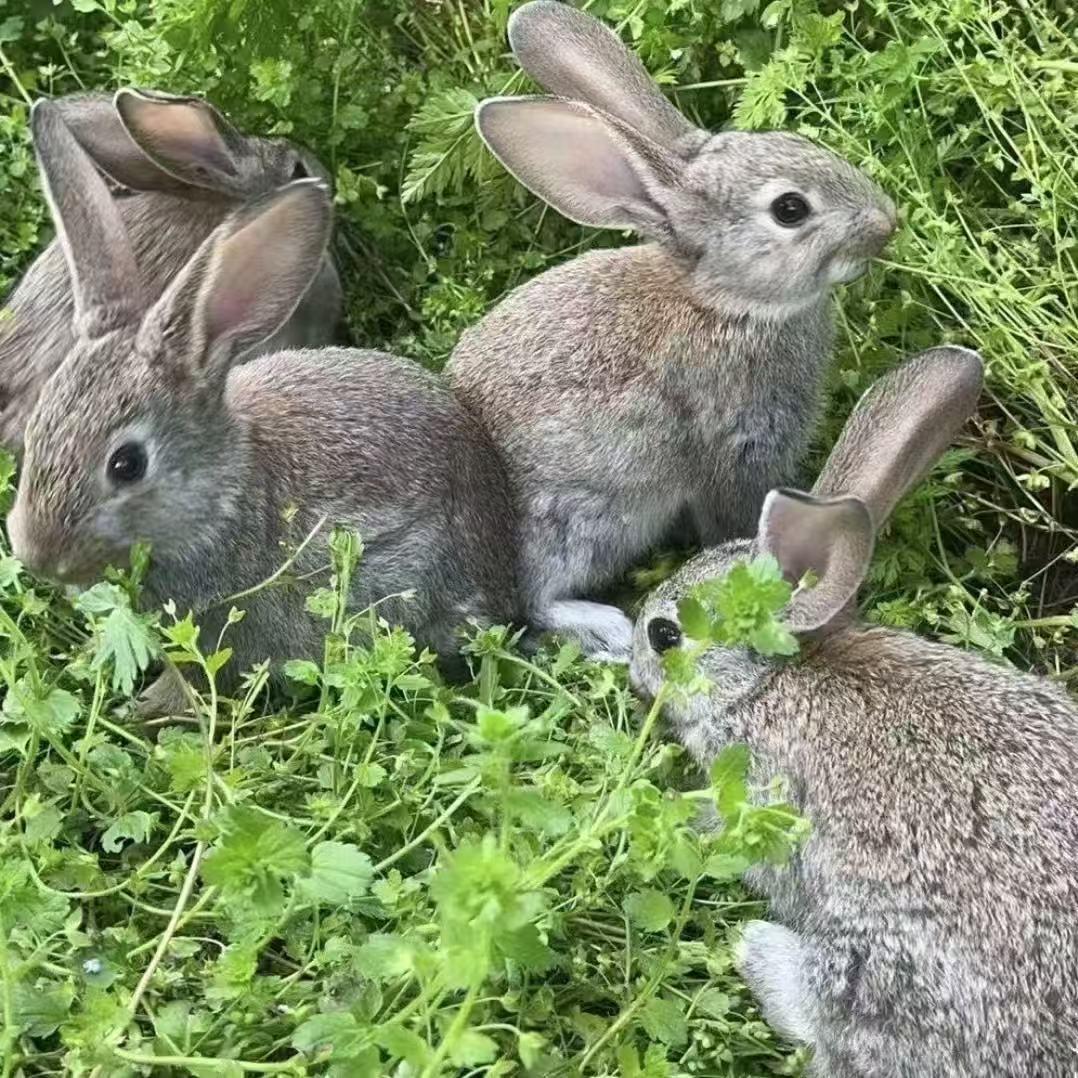 兔兔霞严选