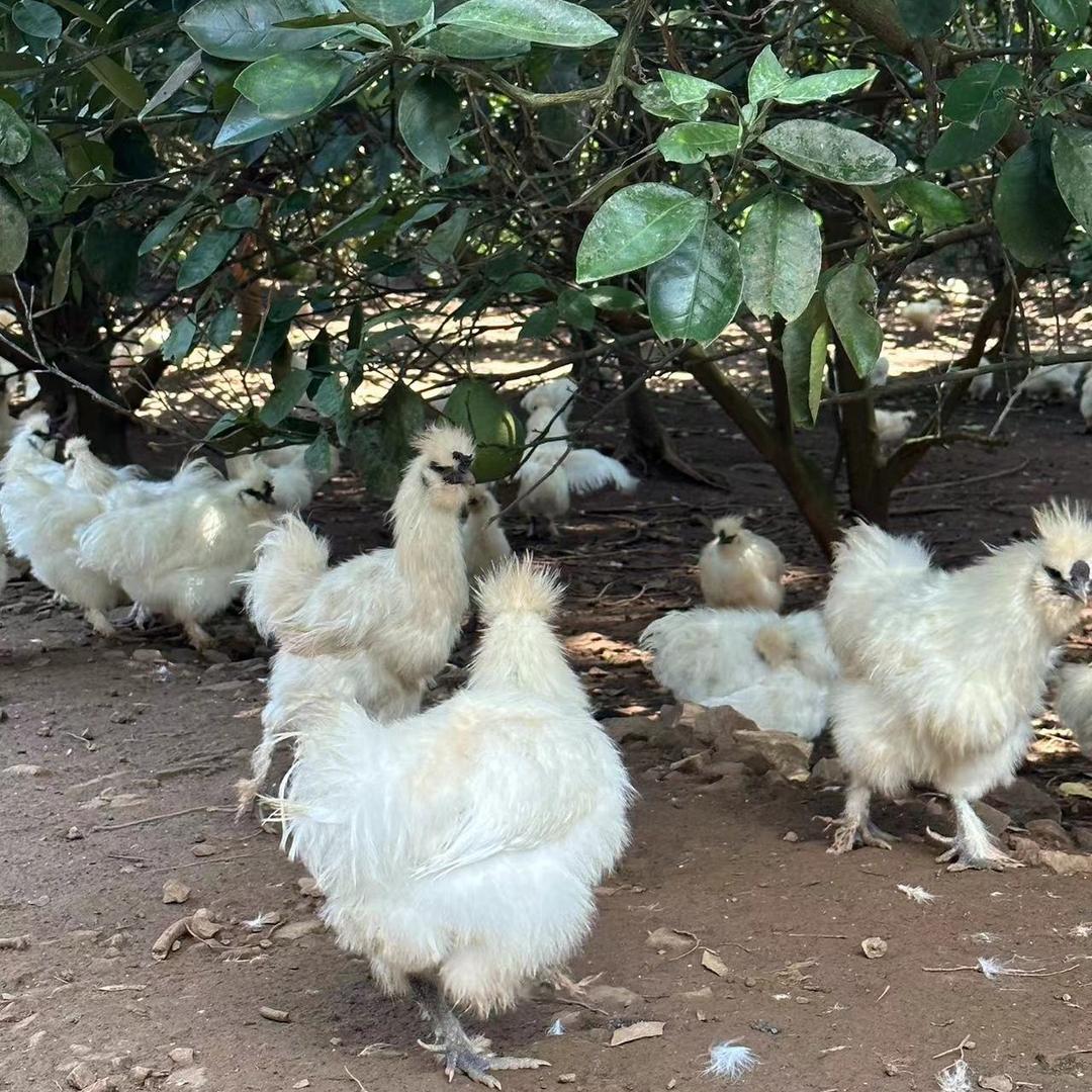 老罗家泰和原种乌鸡