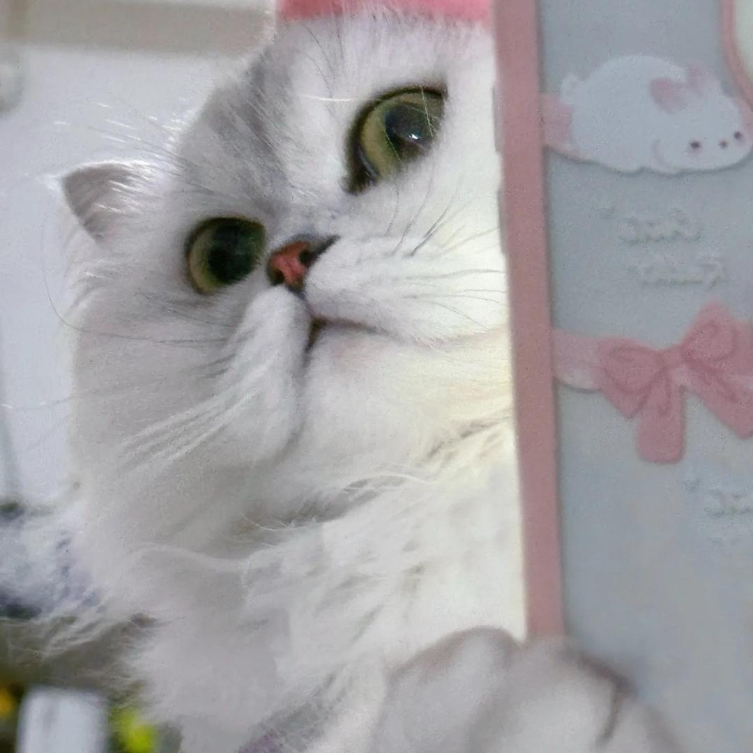 啾胖是只猫