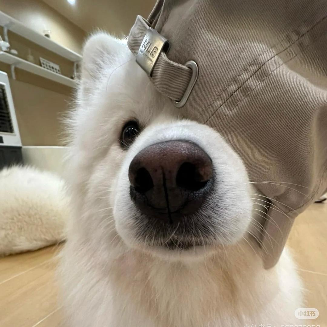 栗子毛毛