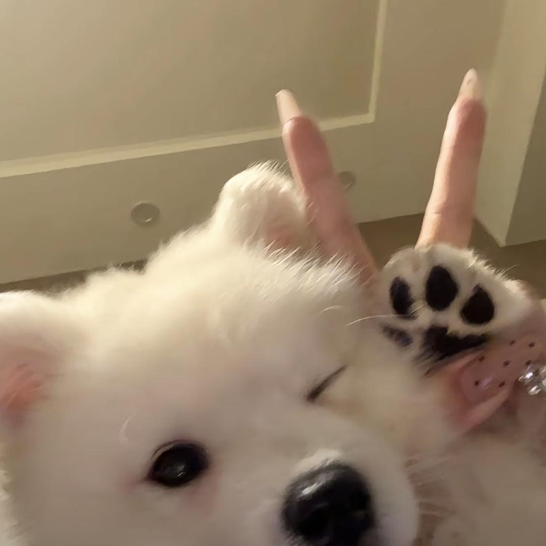 违心鱼