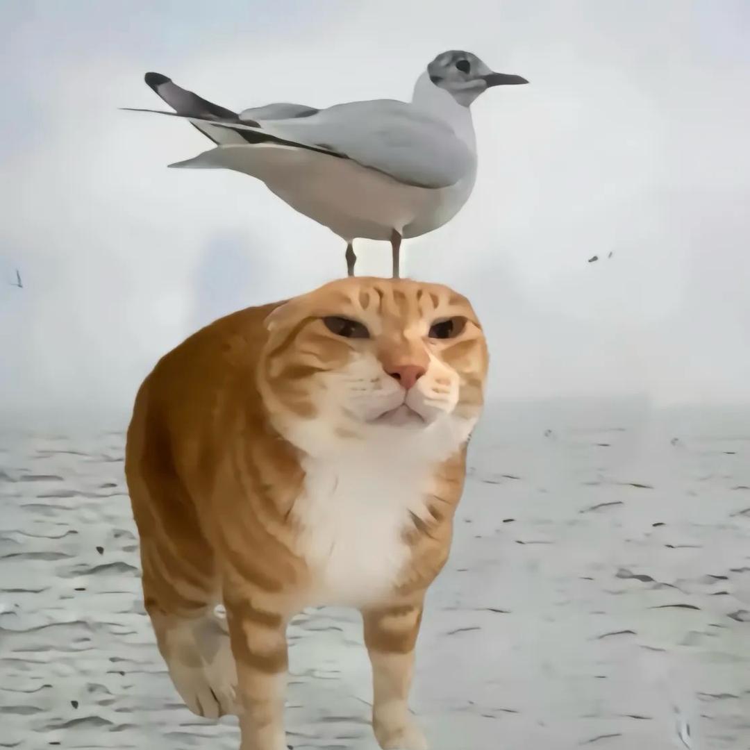 宗波哥
