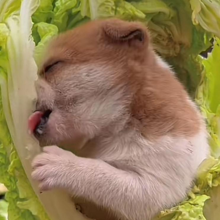 弹幕游戏是什么