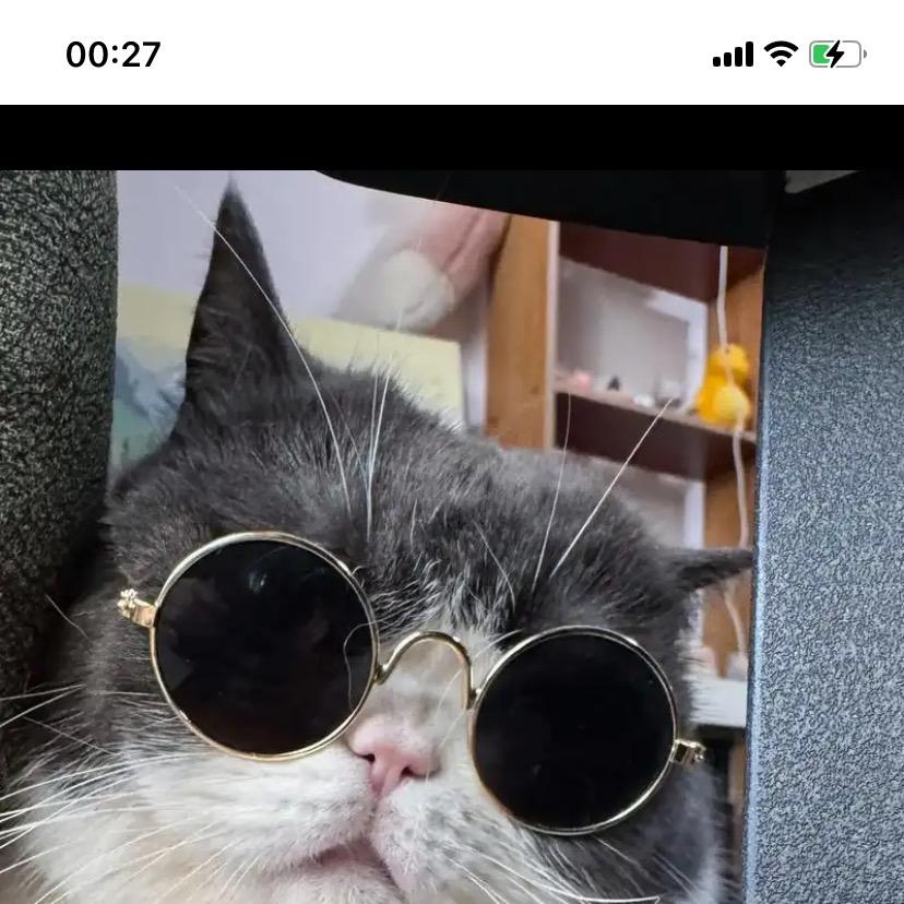 猫咪爱吃三明治（听声音）