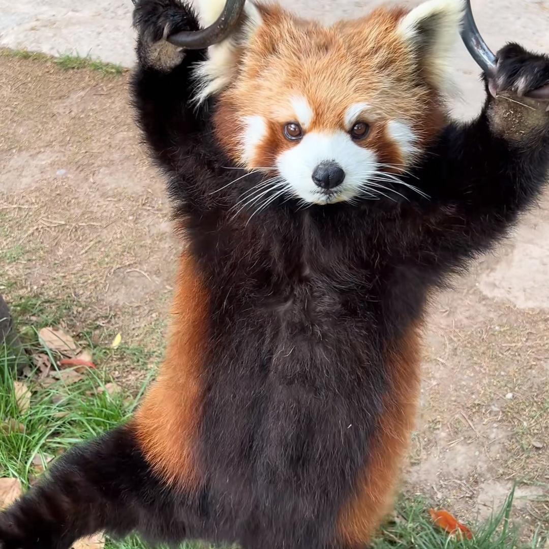 小千宝宝csgo（接代陪)