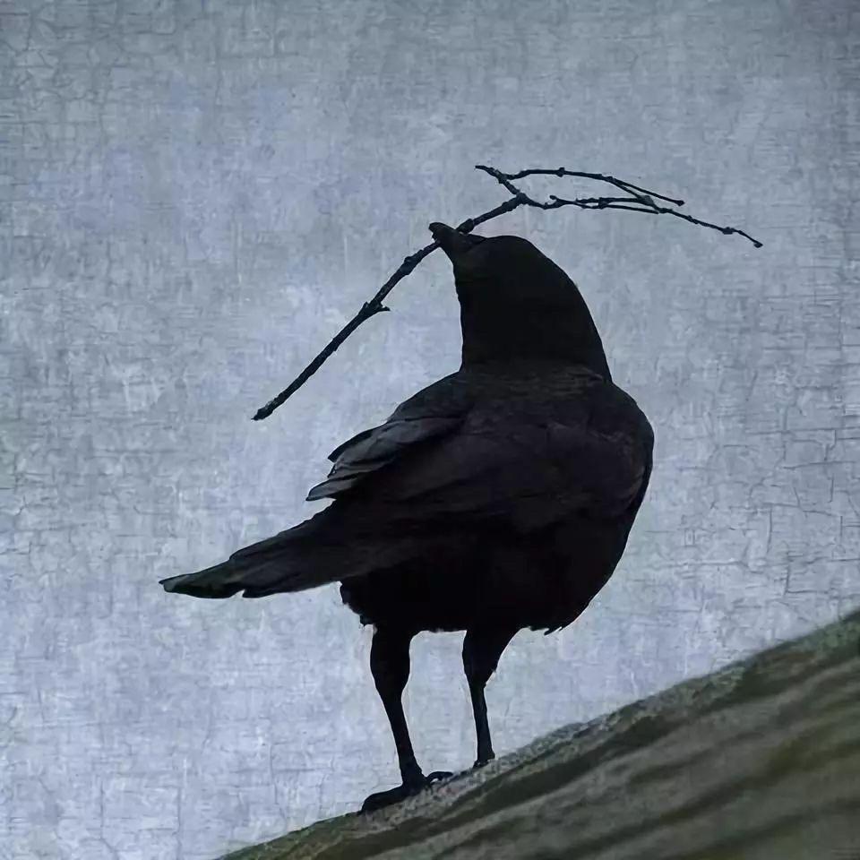 ¥