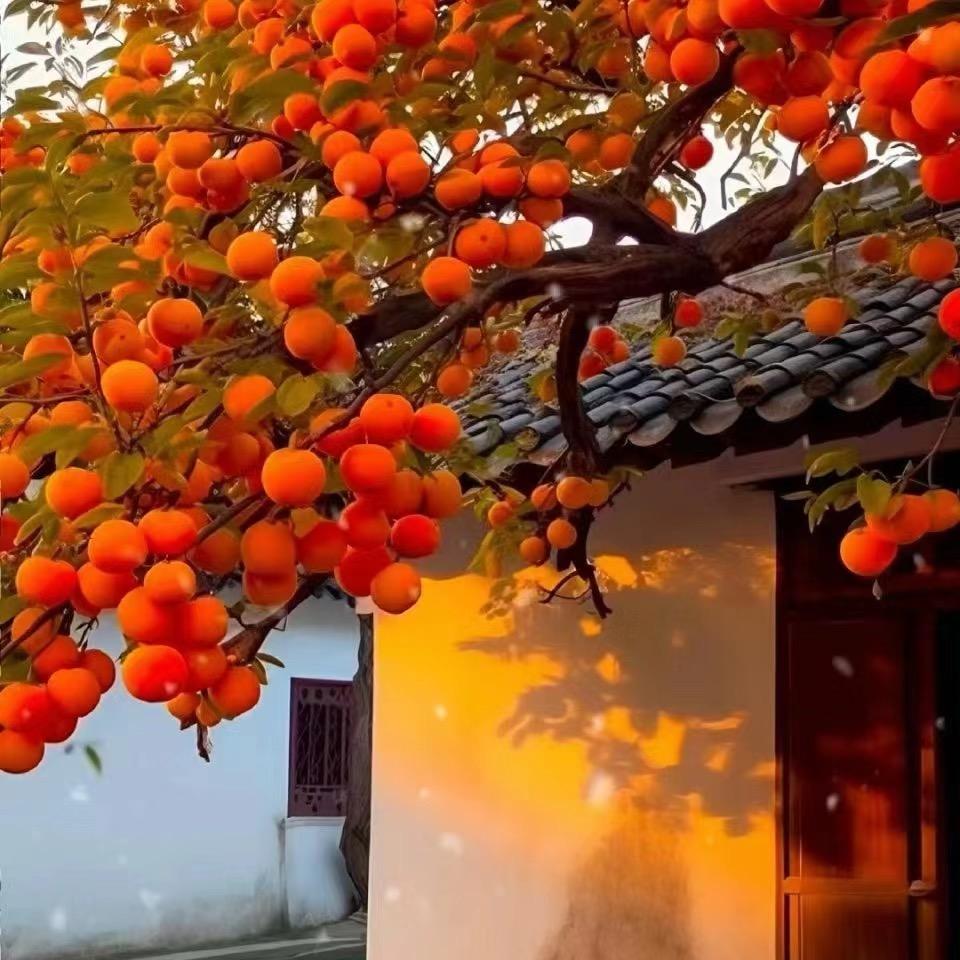 柿柿如意🍅🍅
