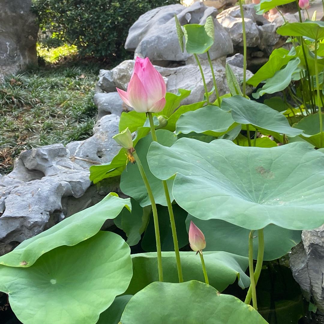 ·花开富贵·
