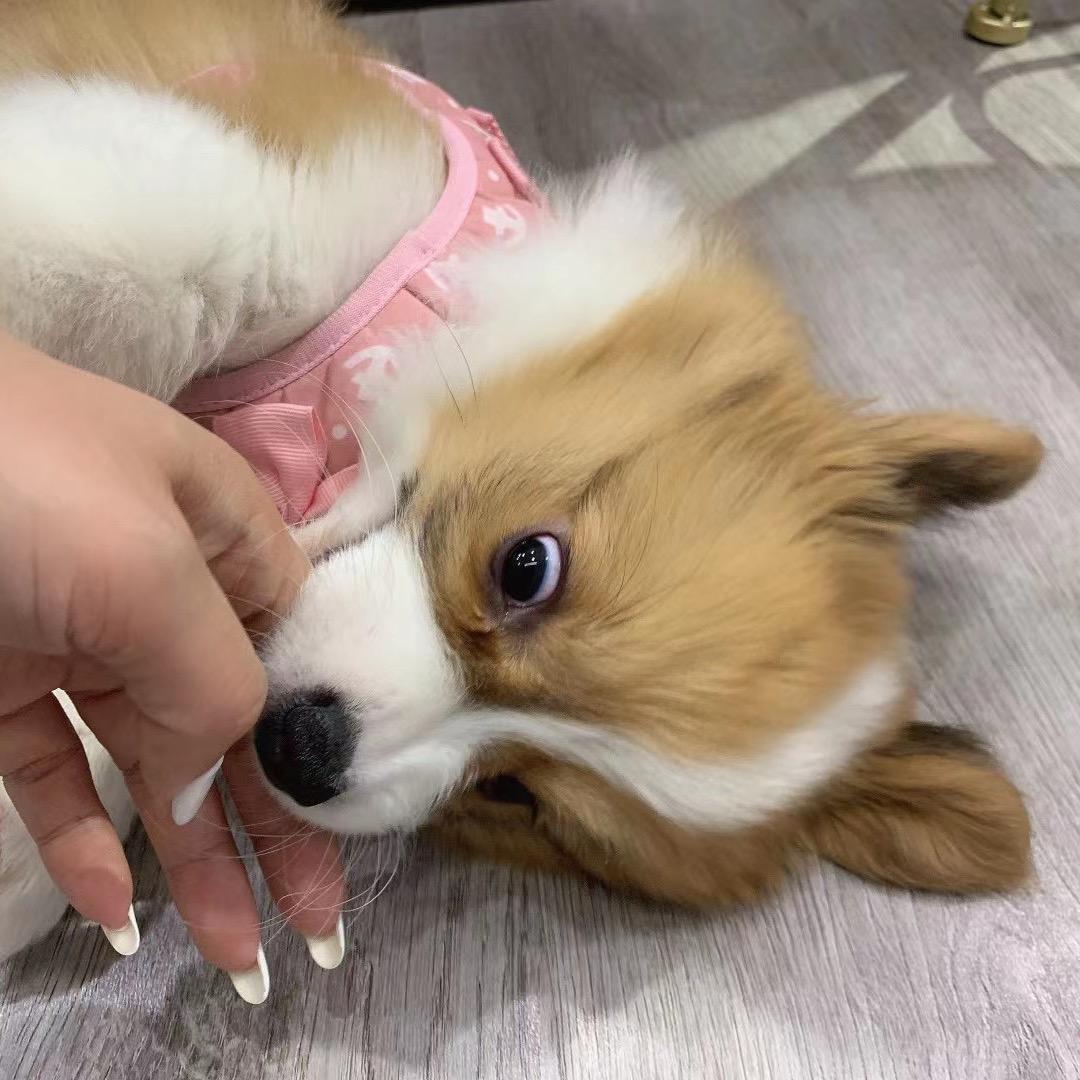 我有一只狗