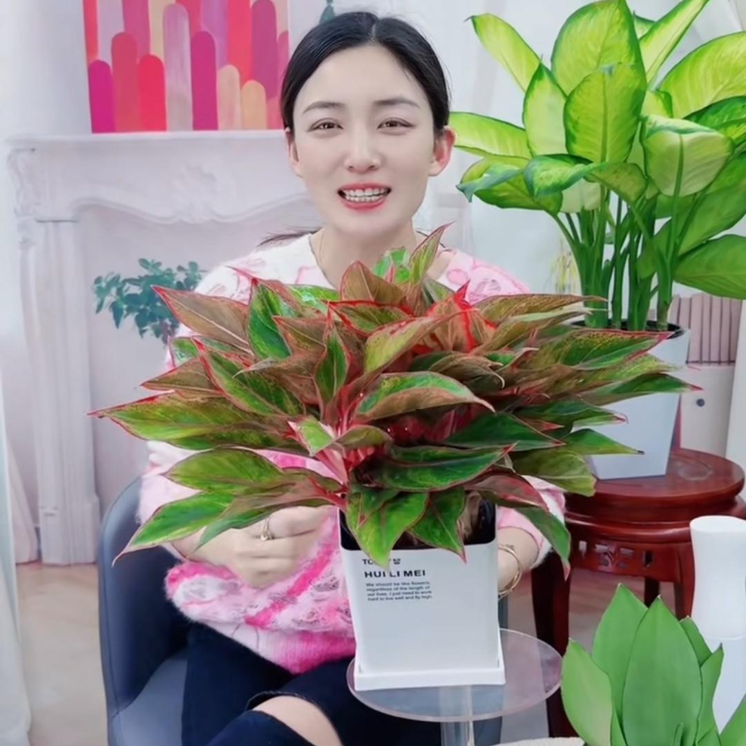 @花未眠