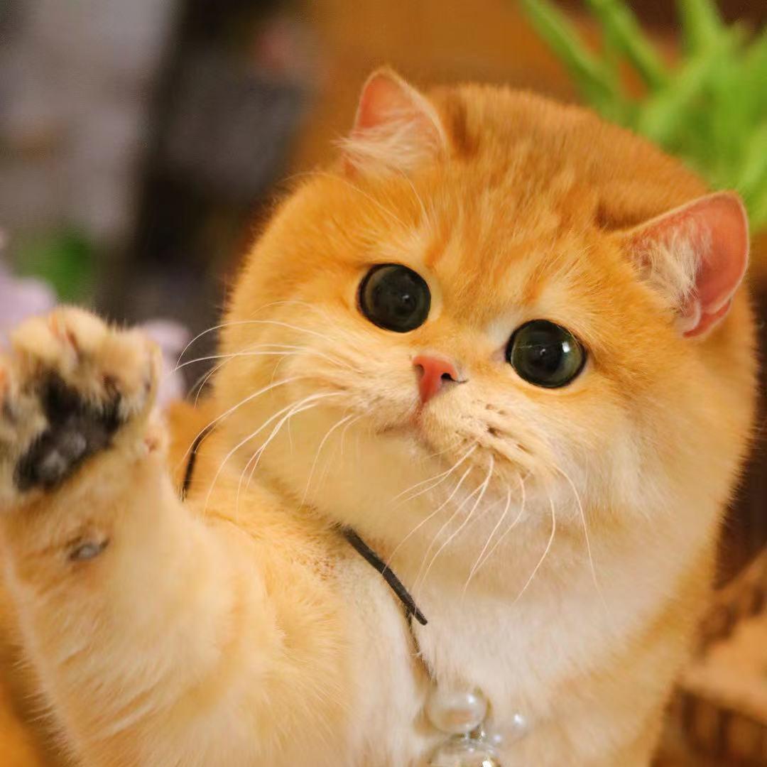 艾邦尼大超聊猫